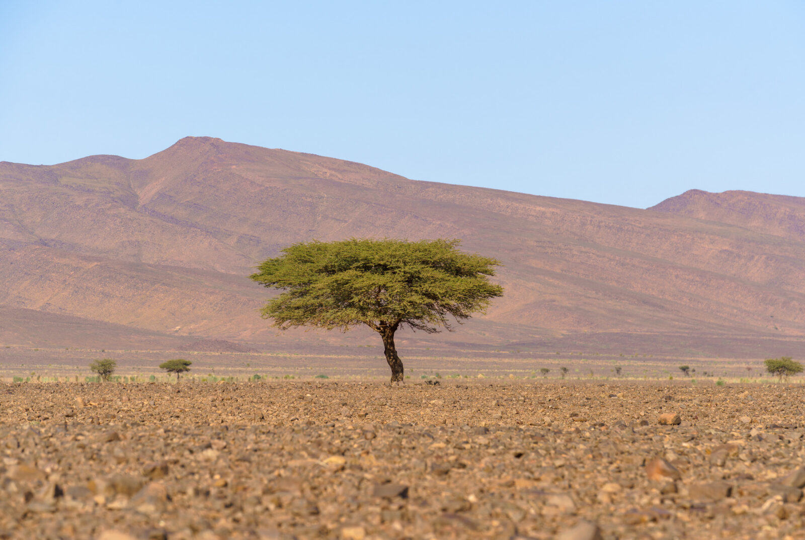 Lone acacia tree stands against desert mountains
