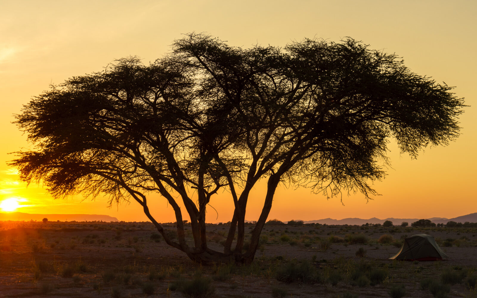 Desert sunset shelters a lone camper under acacia tree