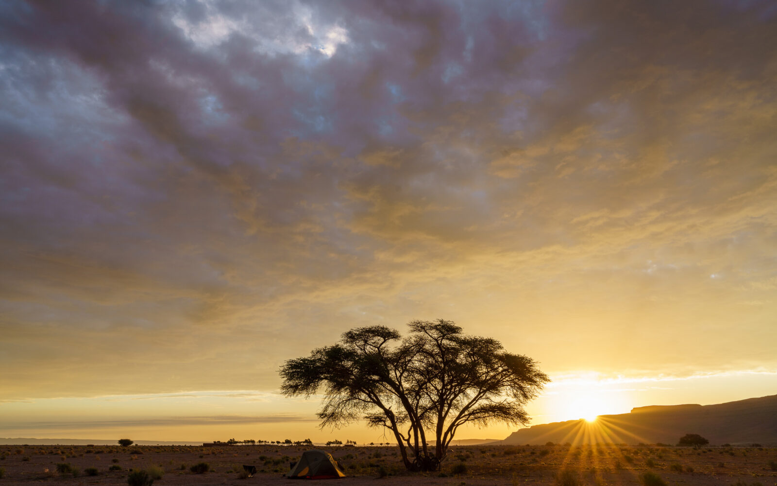 Desert sunrise with lone acacia tree and tent