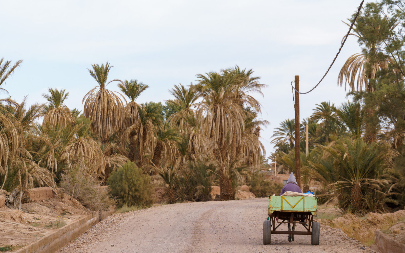 Journey through the palm grove