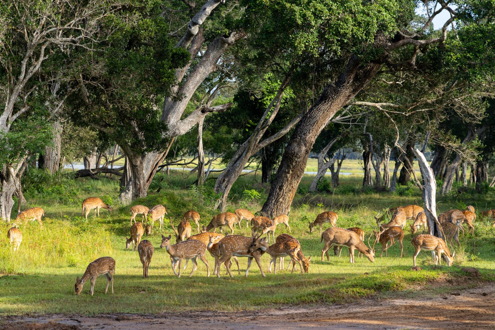 Herten in een open plek in het bos, Wilpattu National Park