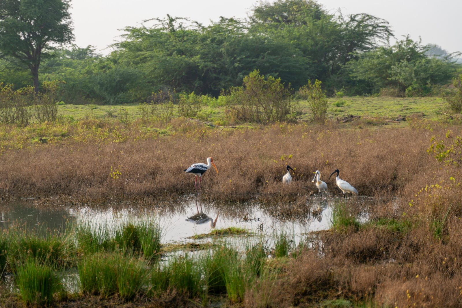 Nimmerzatten en andere waadvogels in het moeras bij Mannar