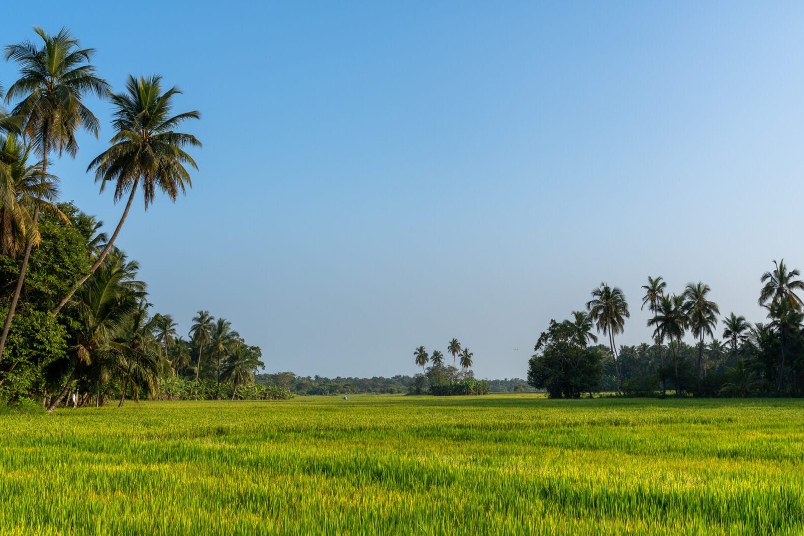 Groene rijstvelden onder een strakblauwe hemel bij Polonnaruwa
