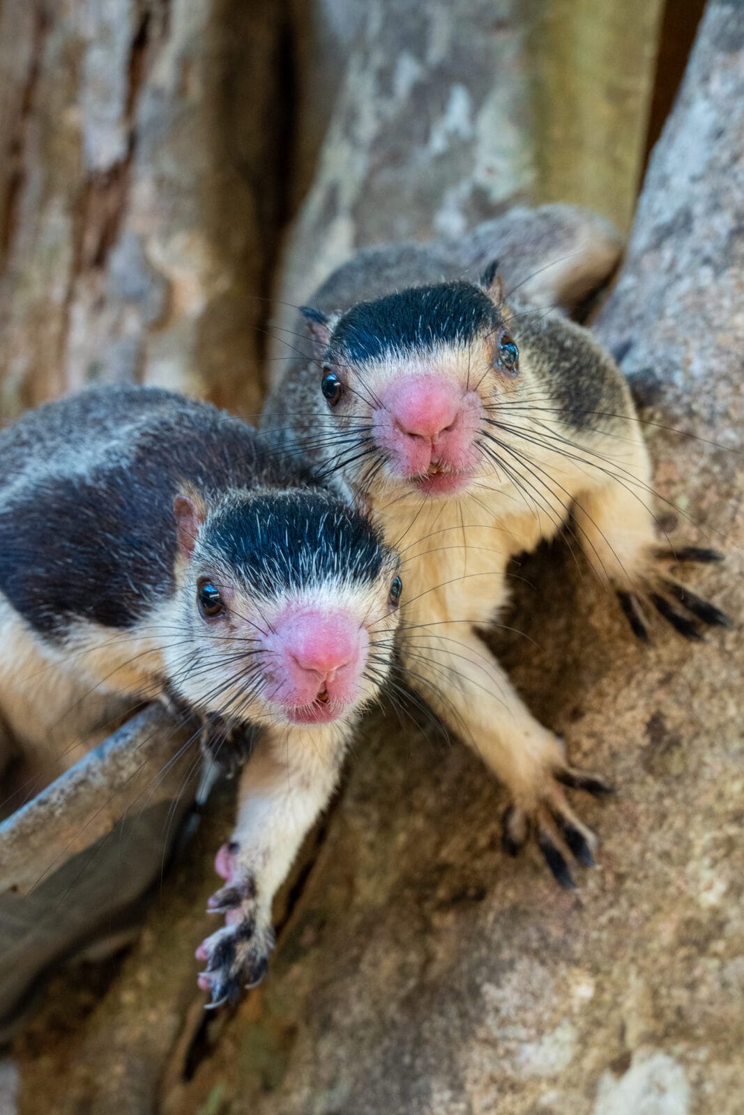 Twee reuzeneekhoorns op een boomstam in Polonnaruwa