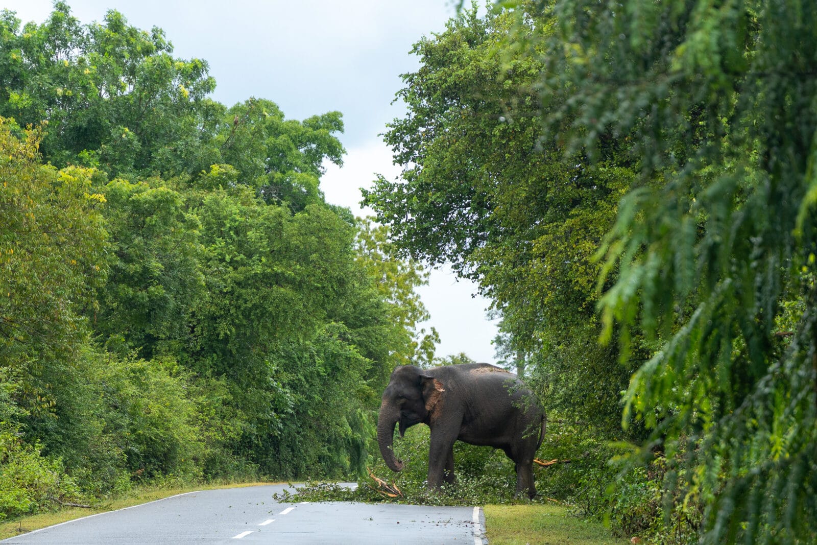 Olifant op de weg tussen Buttala en Kataragama