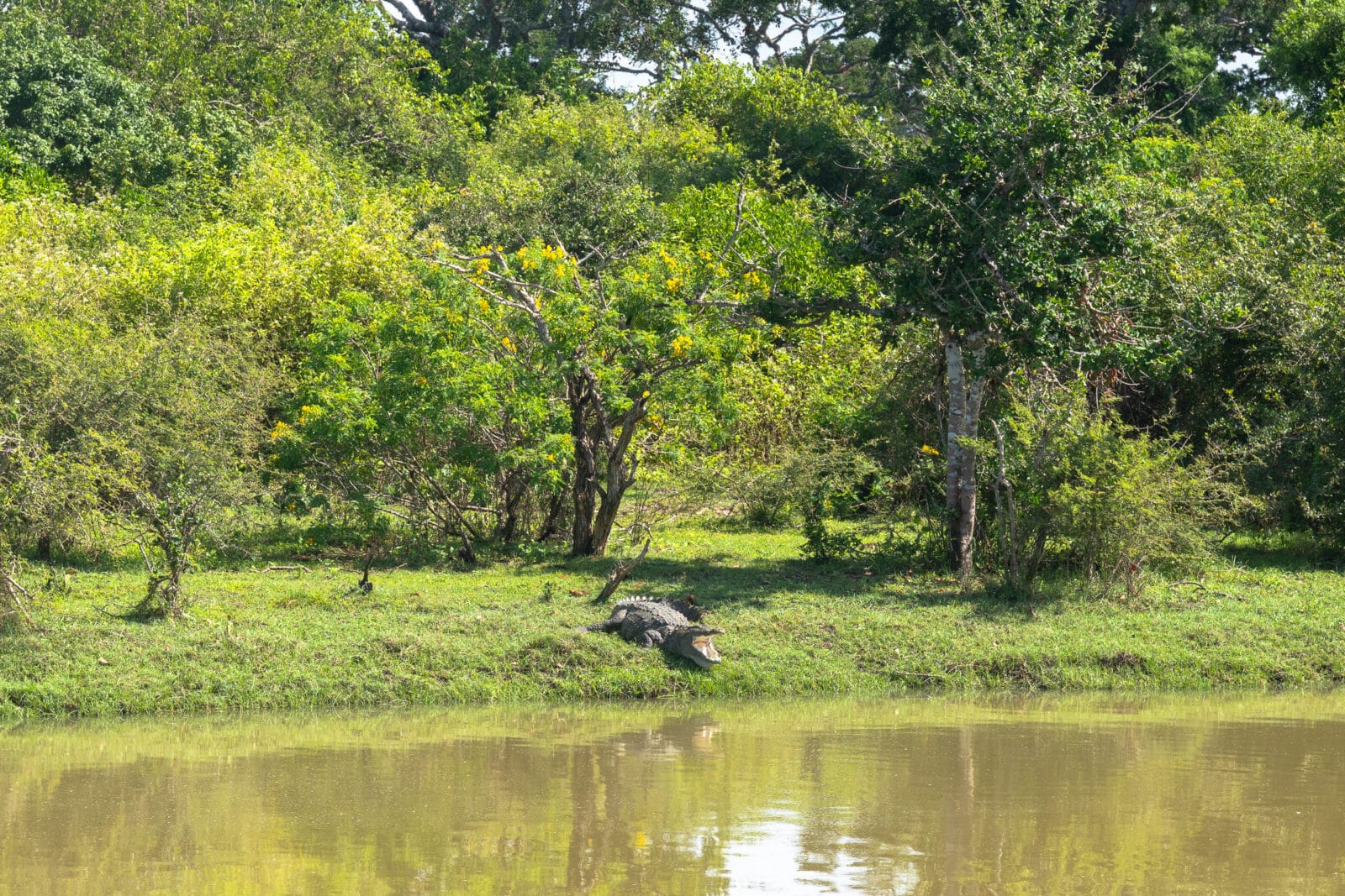 Geeuwende krokodil op de oever in Bundala National Park