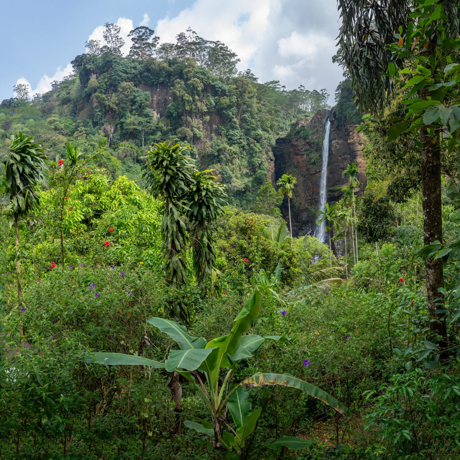 De Aberdeen-waterval in het jungledal bij Ginigathena