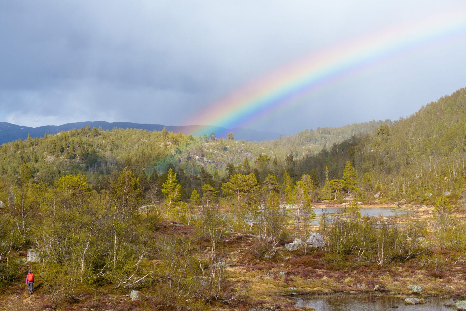 Een regenboog boven een wandelaar in het bos bij Vågsli op de Haukelifjell