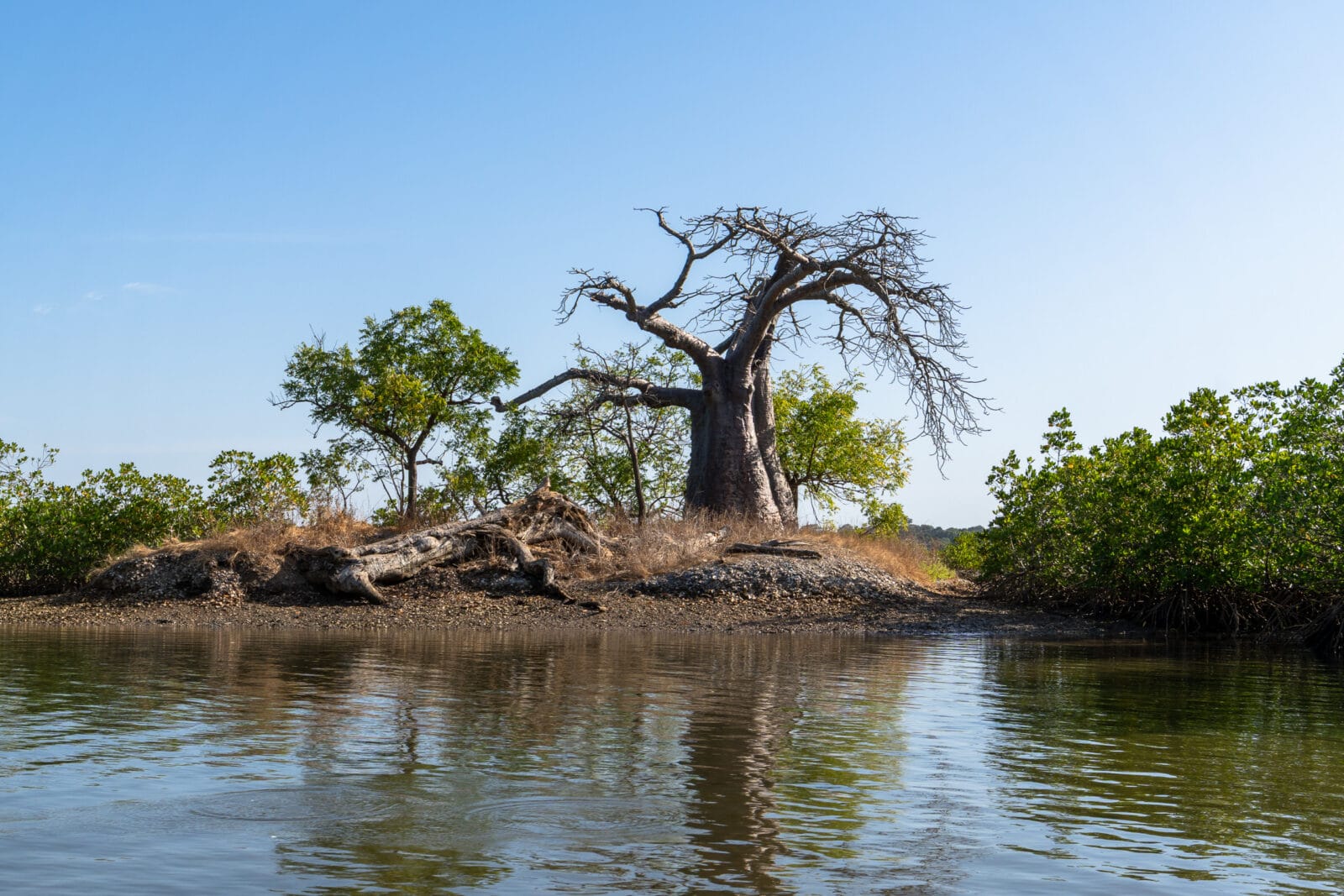 Oude baobab aan het water bij Niaganar