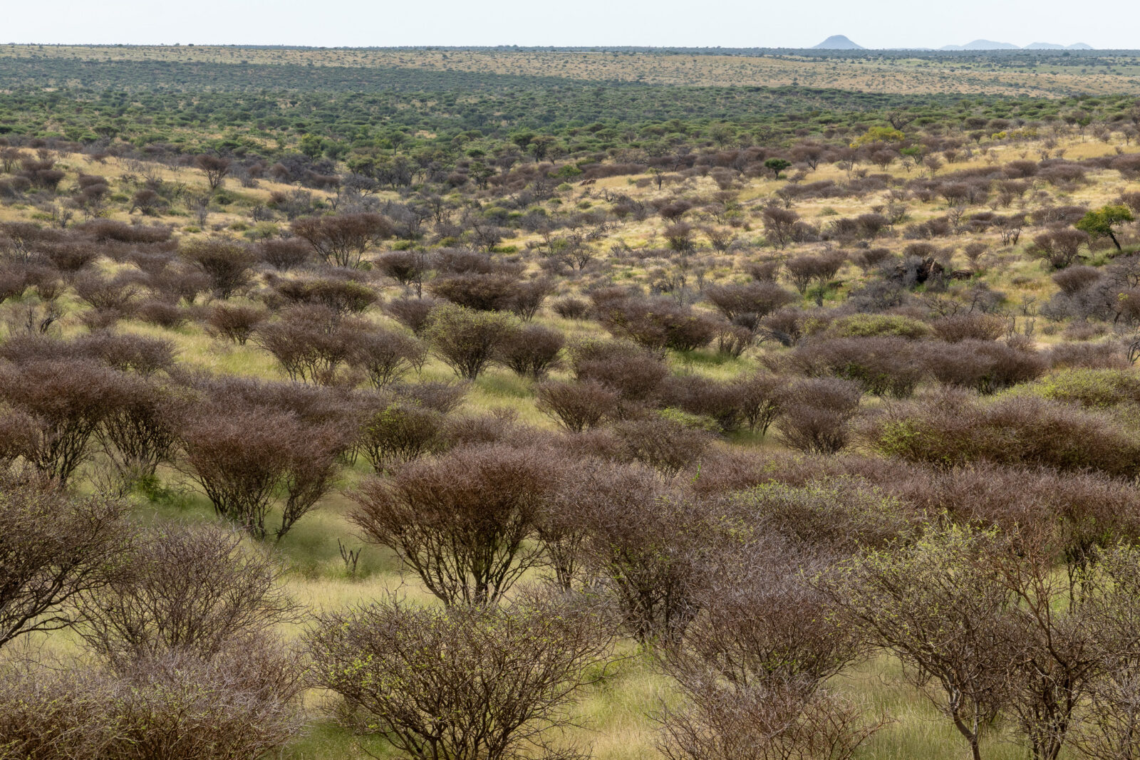 Endless thorny bushveld under a muted sky