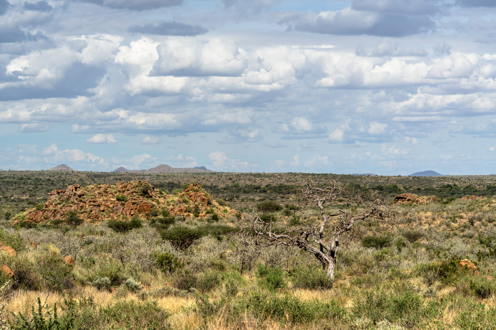 Twisted tree in the vast African wilderness