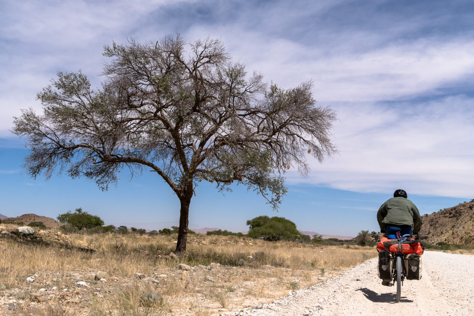 Solitary journey past the ancient desert tree