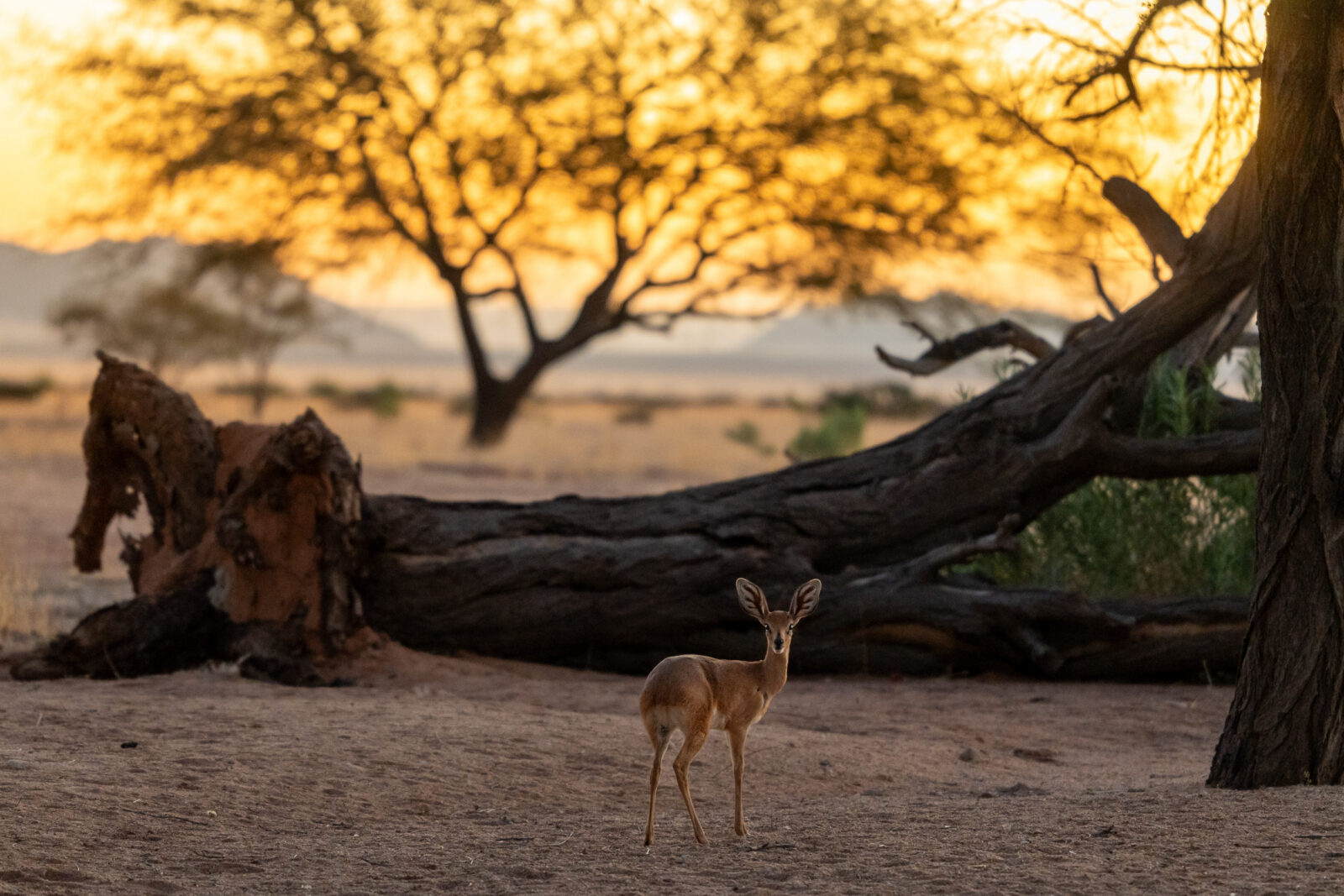 Golden hour gaze of a desert antelope