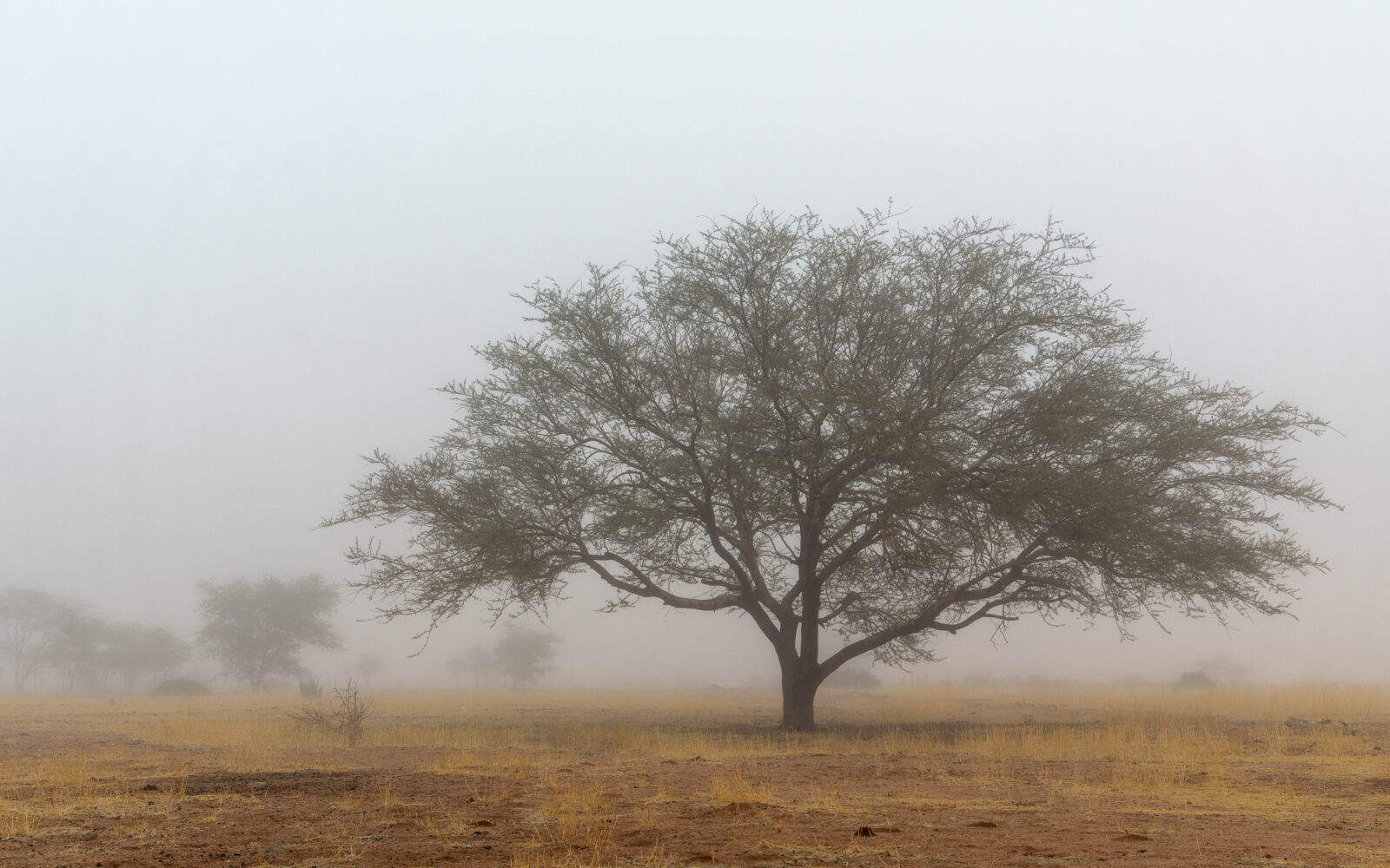 Blue morning mist embraces a solitary tree