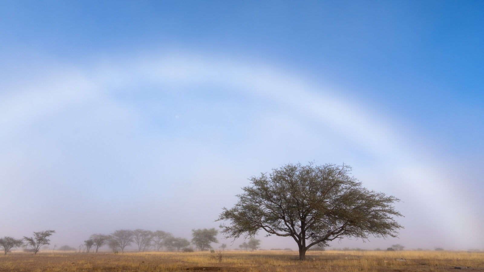 Ethereal fogbow over a lone desert tree