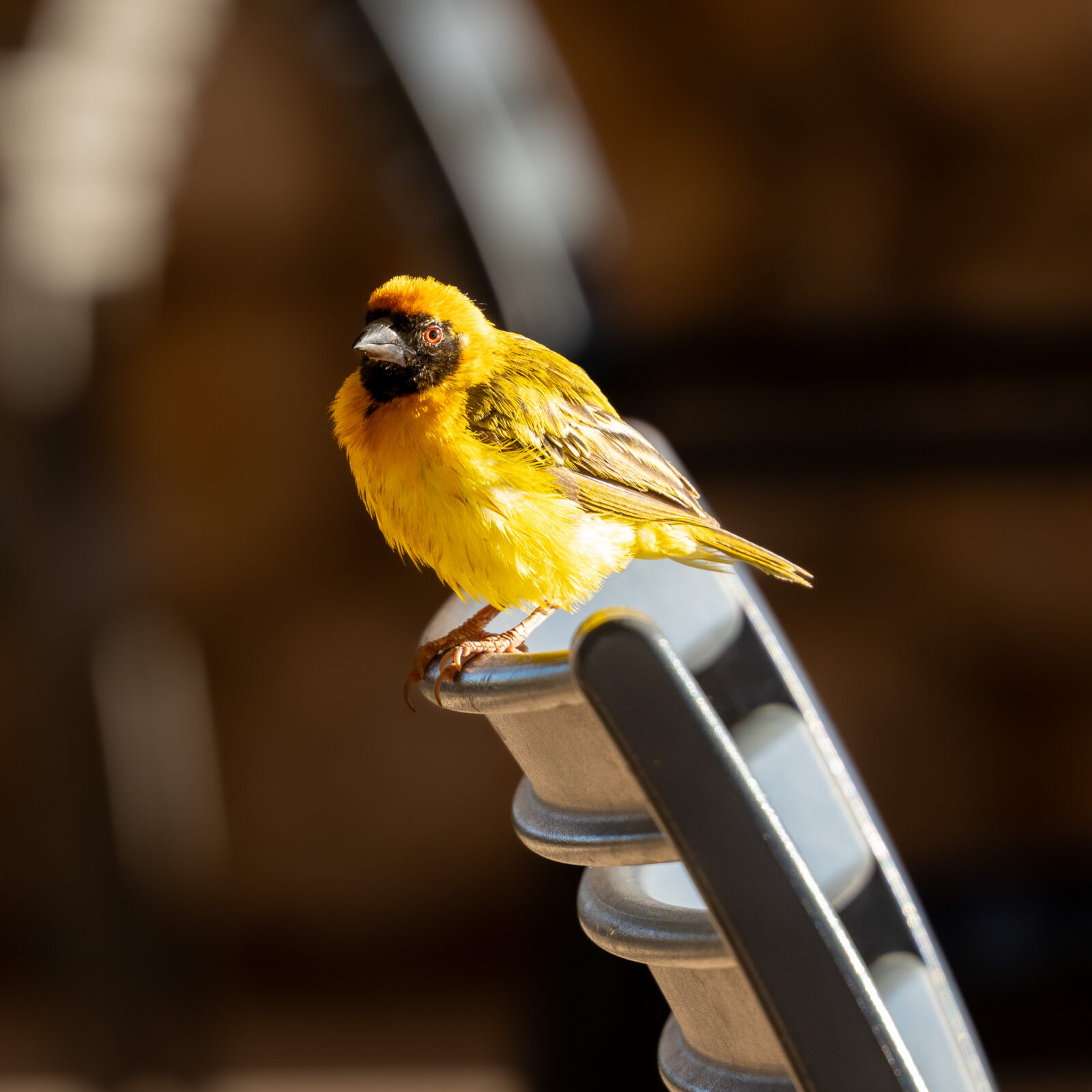 Vibrant yellow bird in bright sunlight