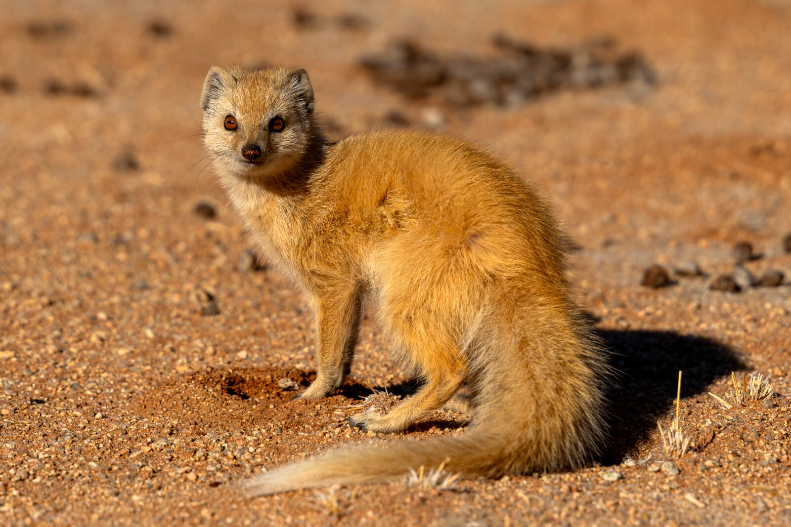 Golden mongoose watches with bright desert eyes
