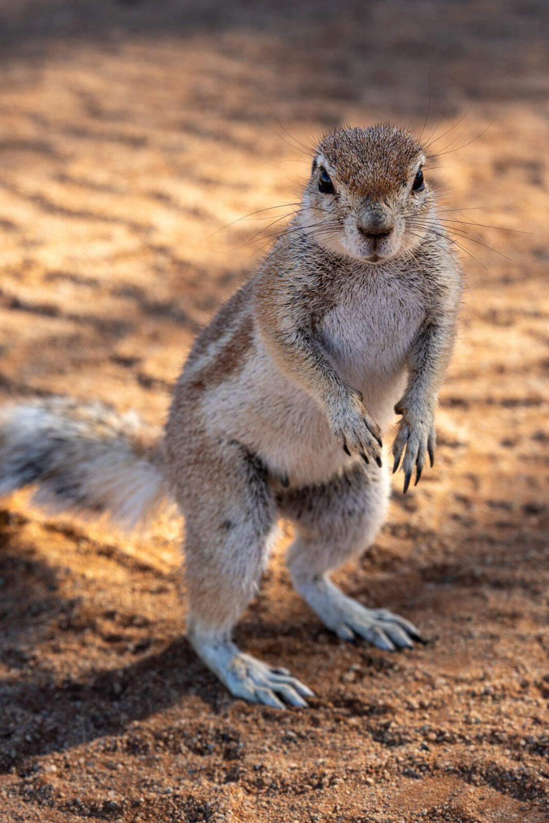 Alert desert squirrel on sandy ground