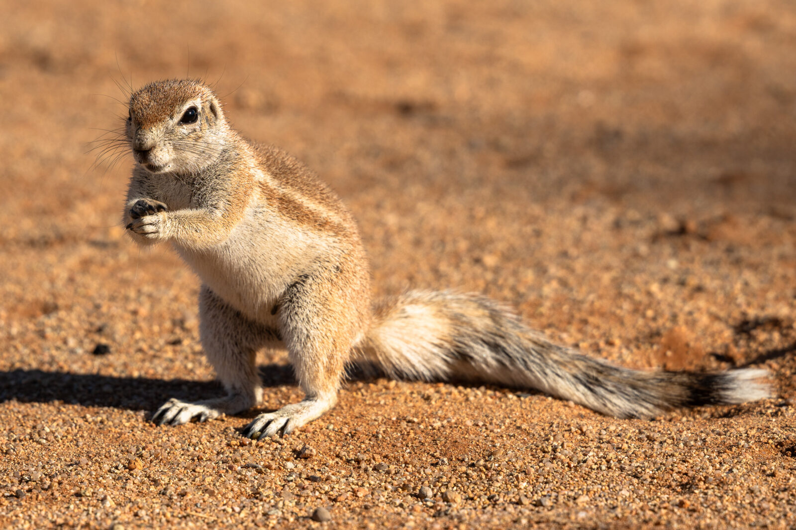 Alert desert squirrel on warm sand