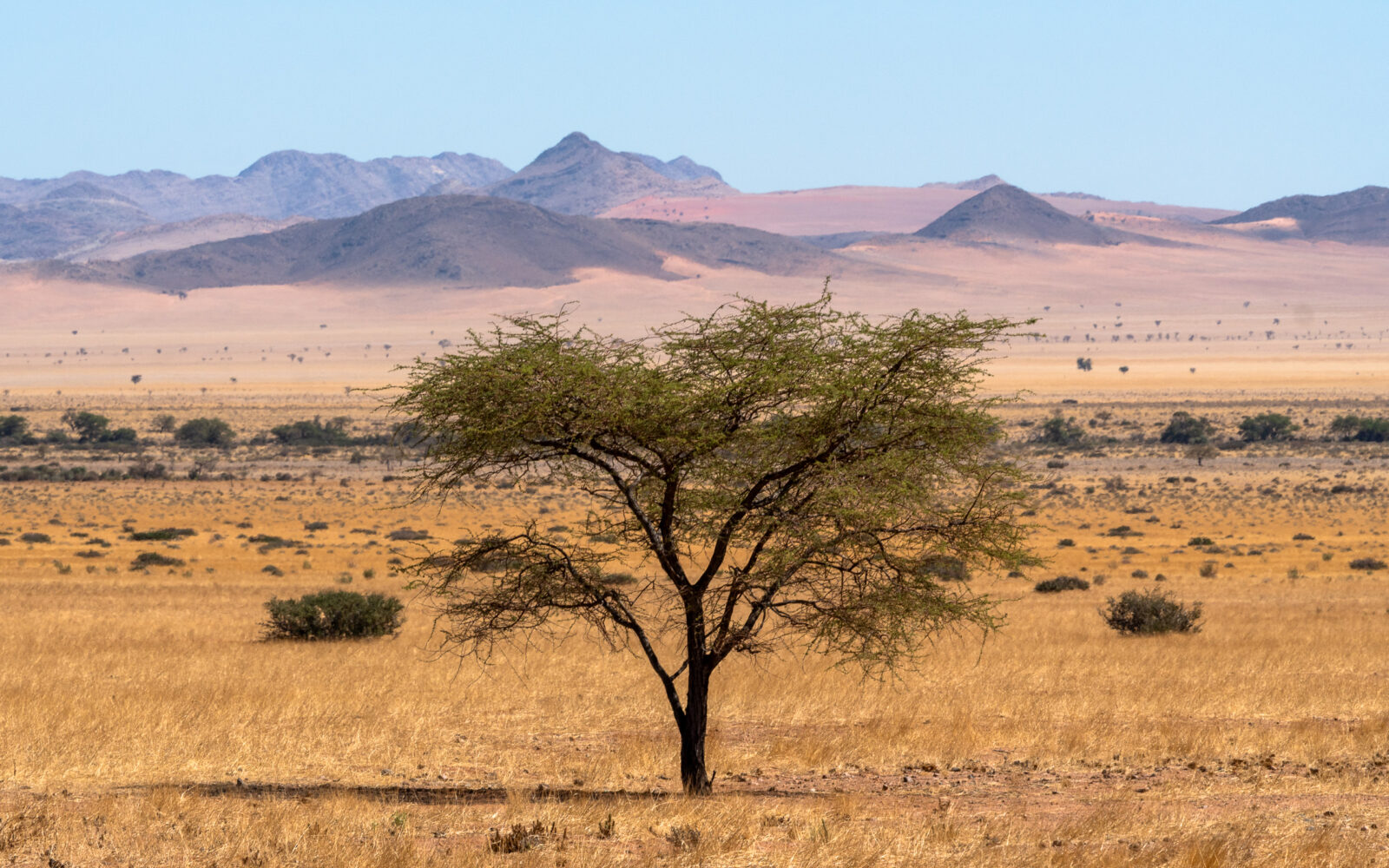 Lone tree stands tall in vast desert