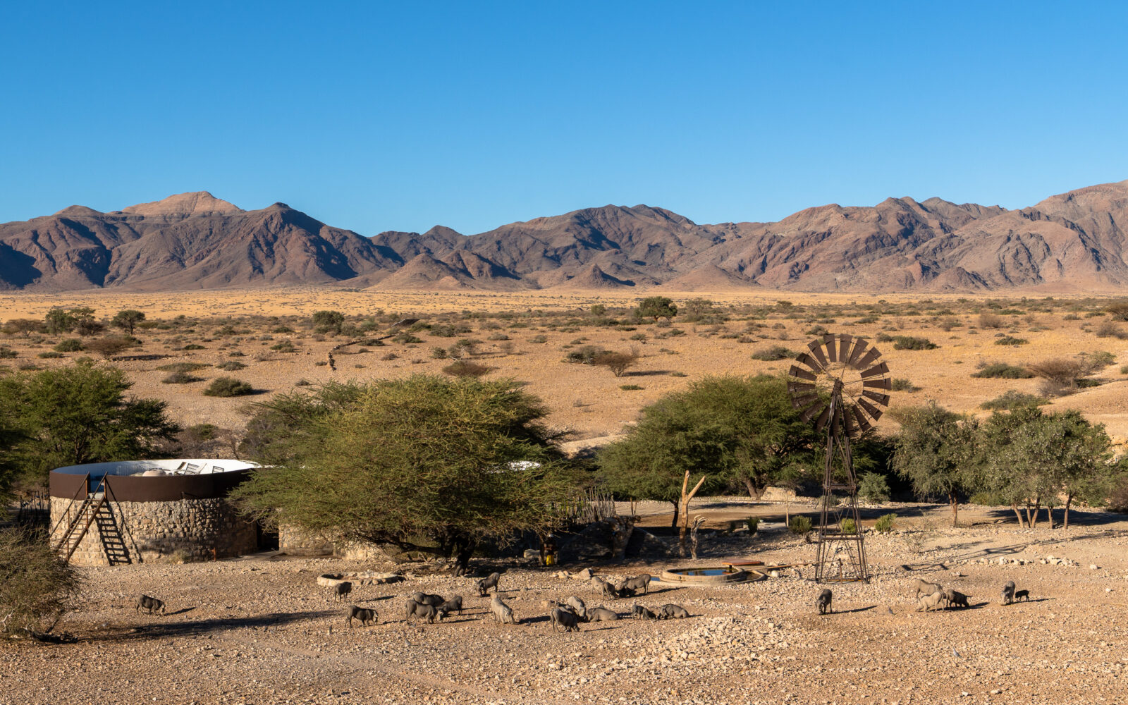 Desert oasis with warthogs and windmill