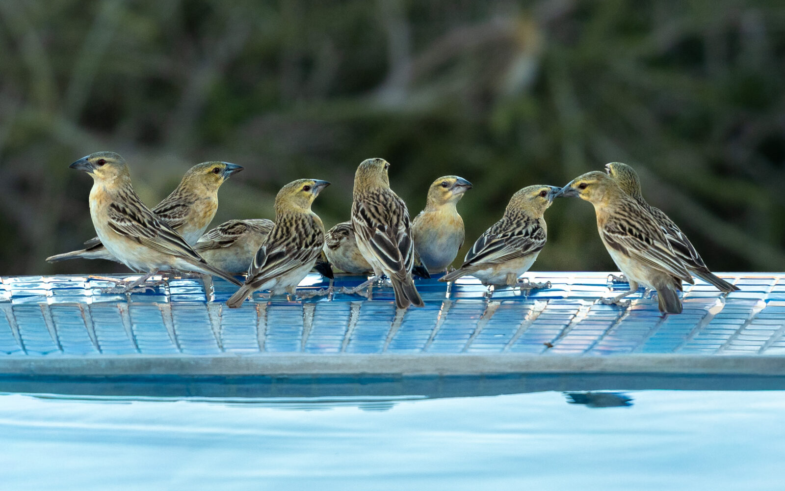 Sparrows enjoying a refreshing poolside break