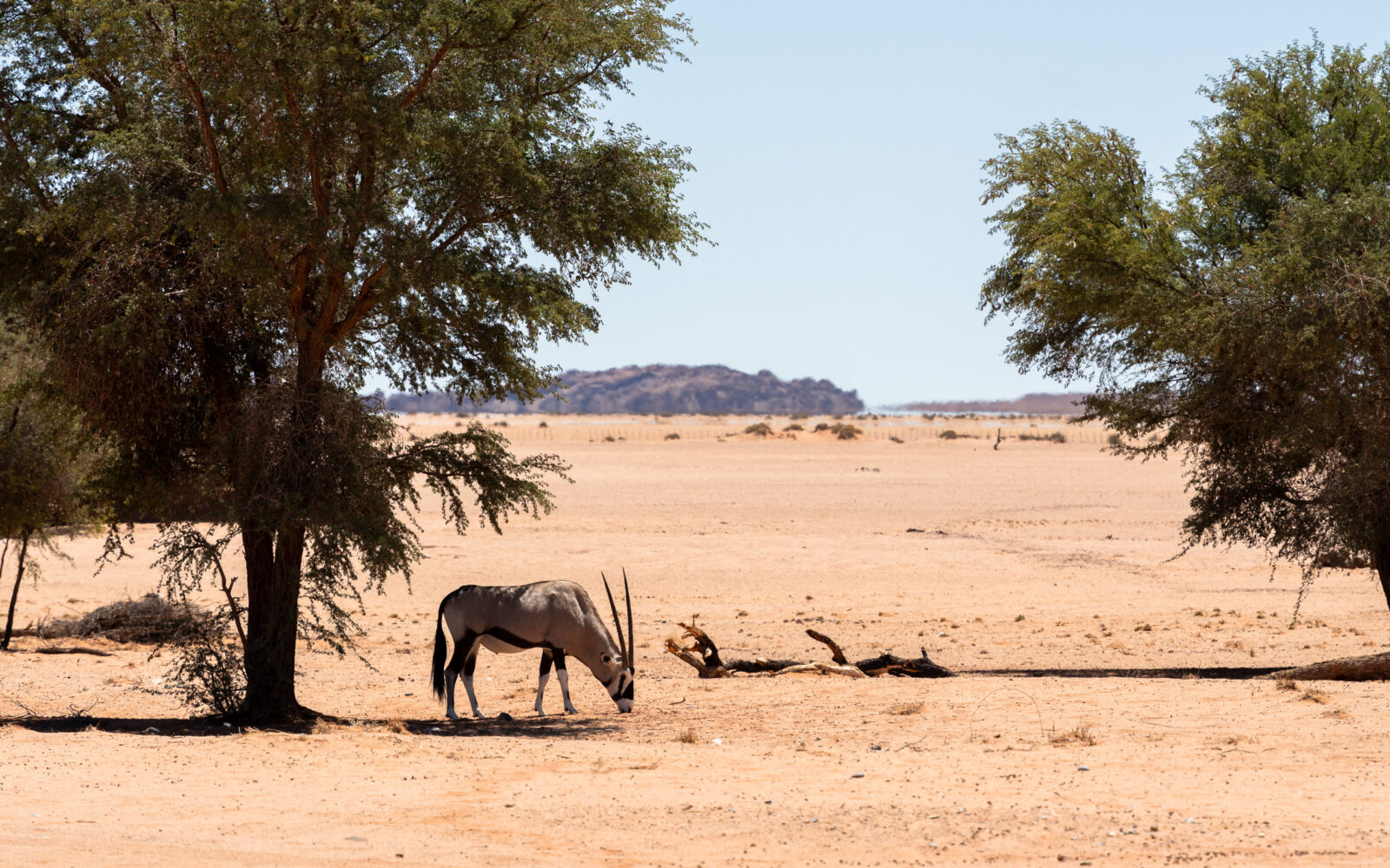 Lone oryx grazes in the desert shade