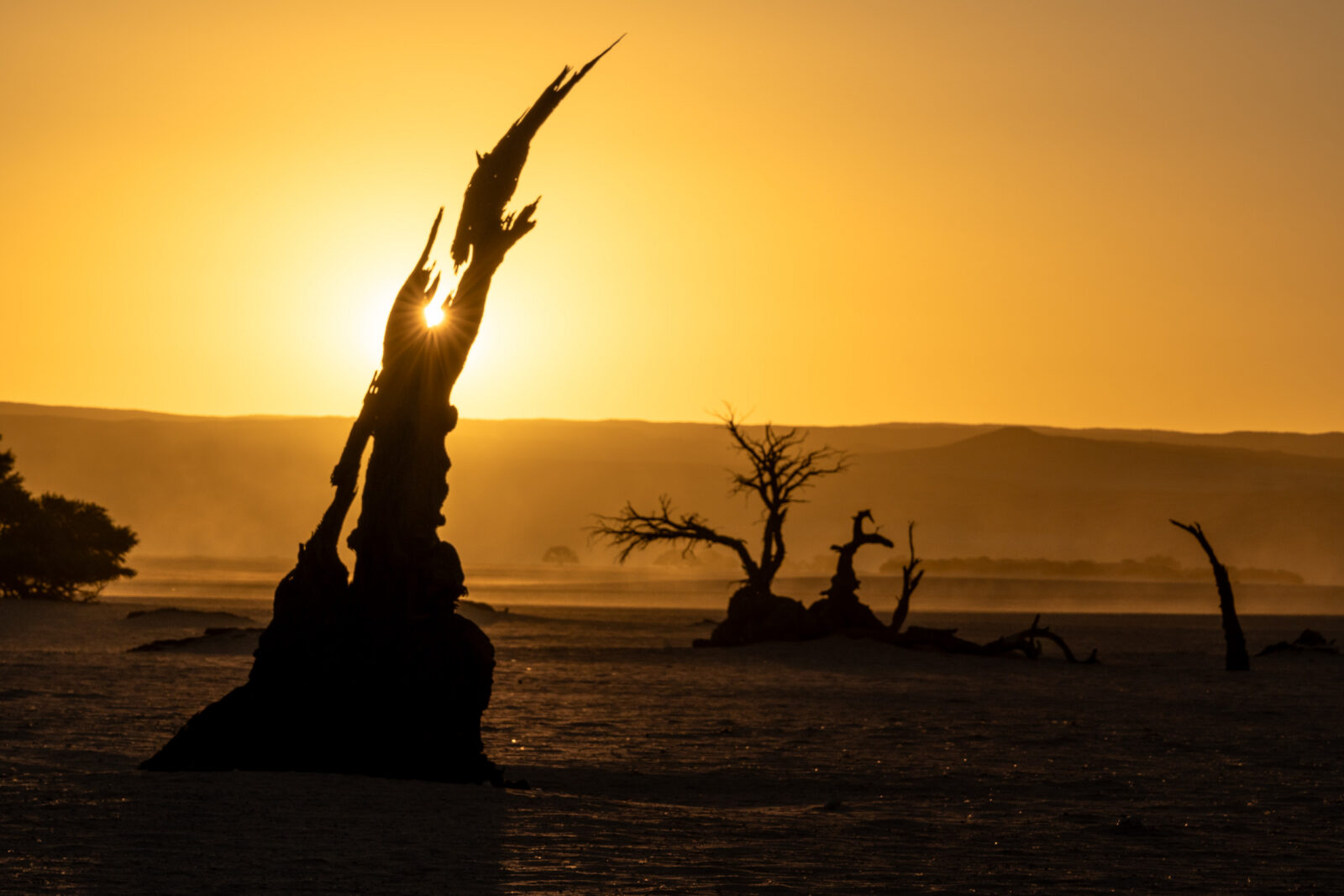 Golden sunburst through ancient desert wood