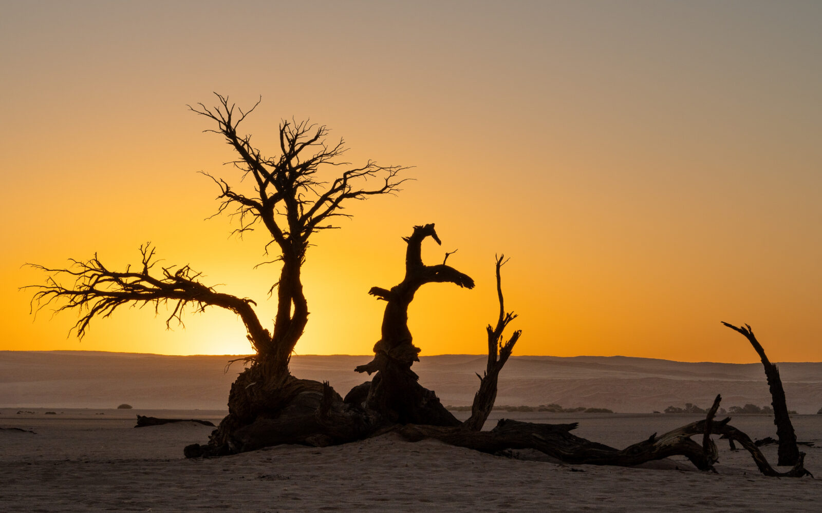 Golden sunset silhouettes ancient desert trees