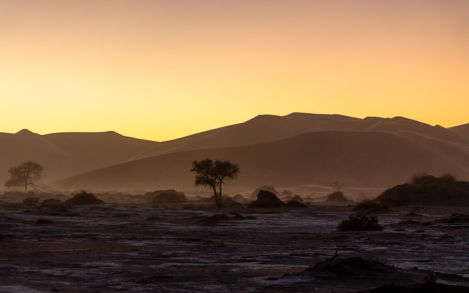 Warm desert glow silhouettes ancient trees