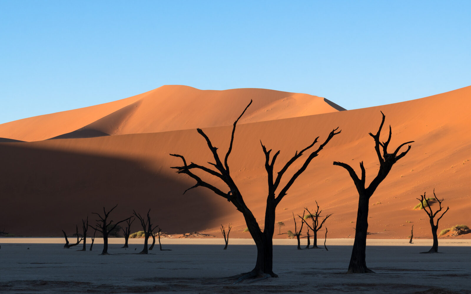 Deadvlei's ghost trees bathed in golden light