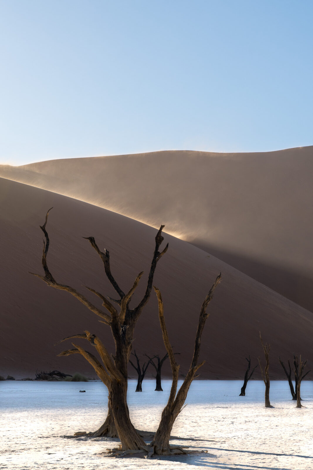 Desert's ancient sentinels beneath golden light