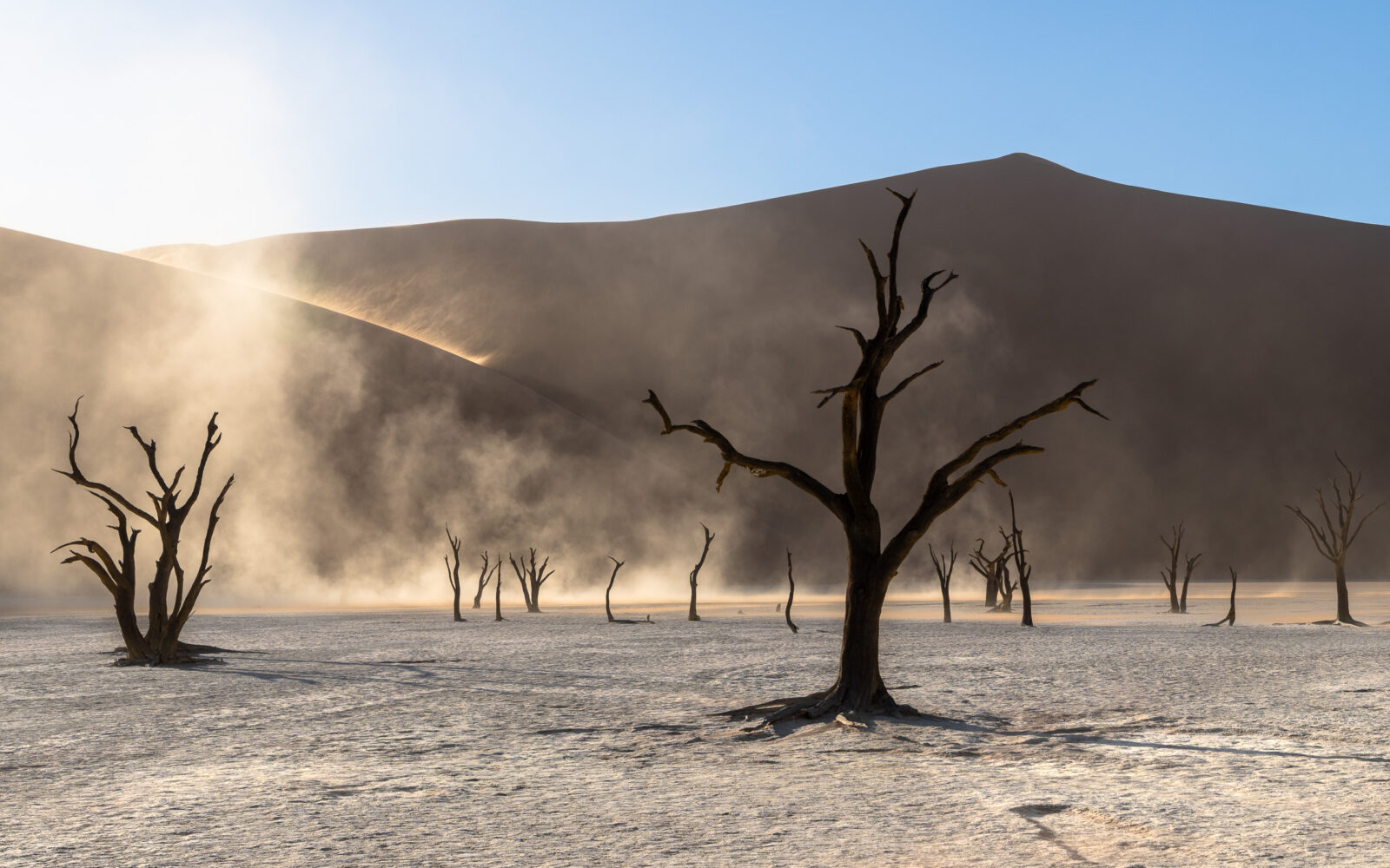 Ancient trees bathed in desert's dusty light