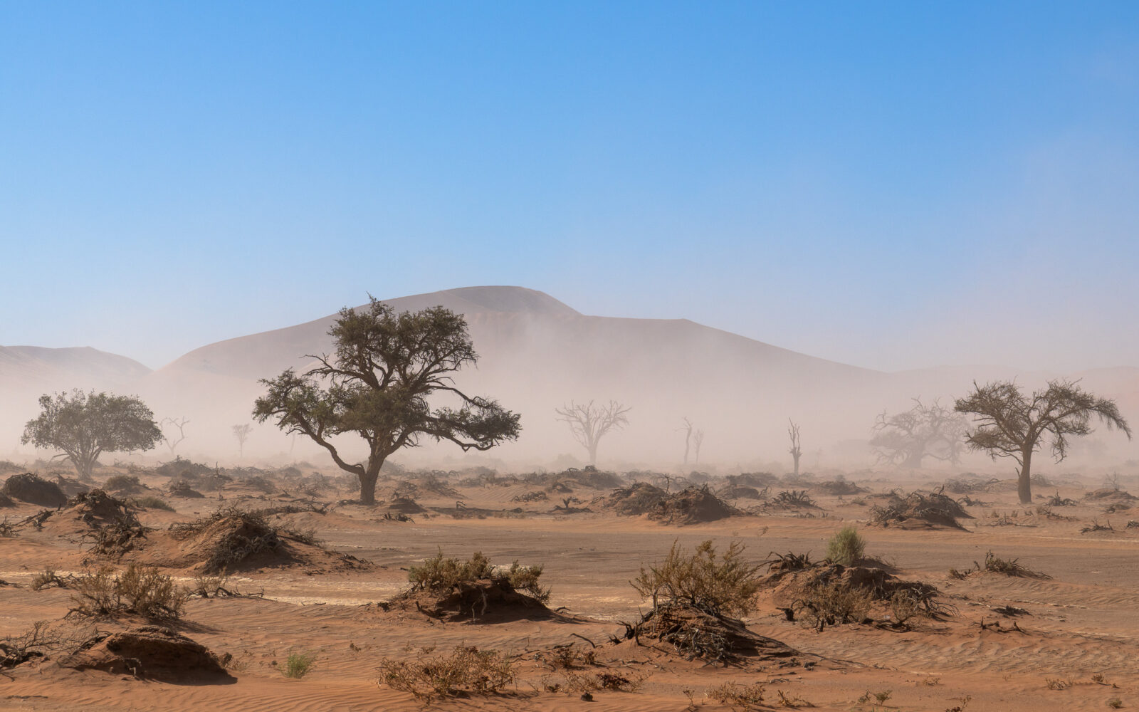 Dust storm sweeps across desert trees