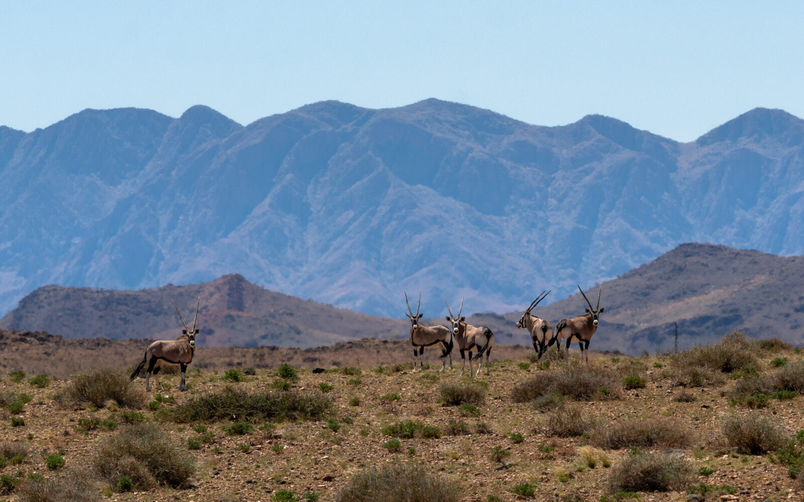 Majestic oryx roam the desert mountains
