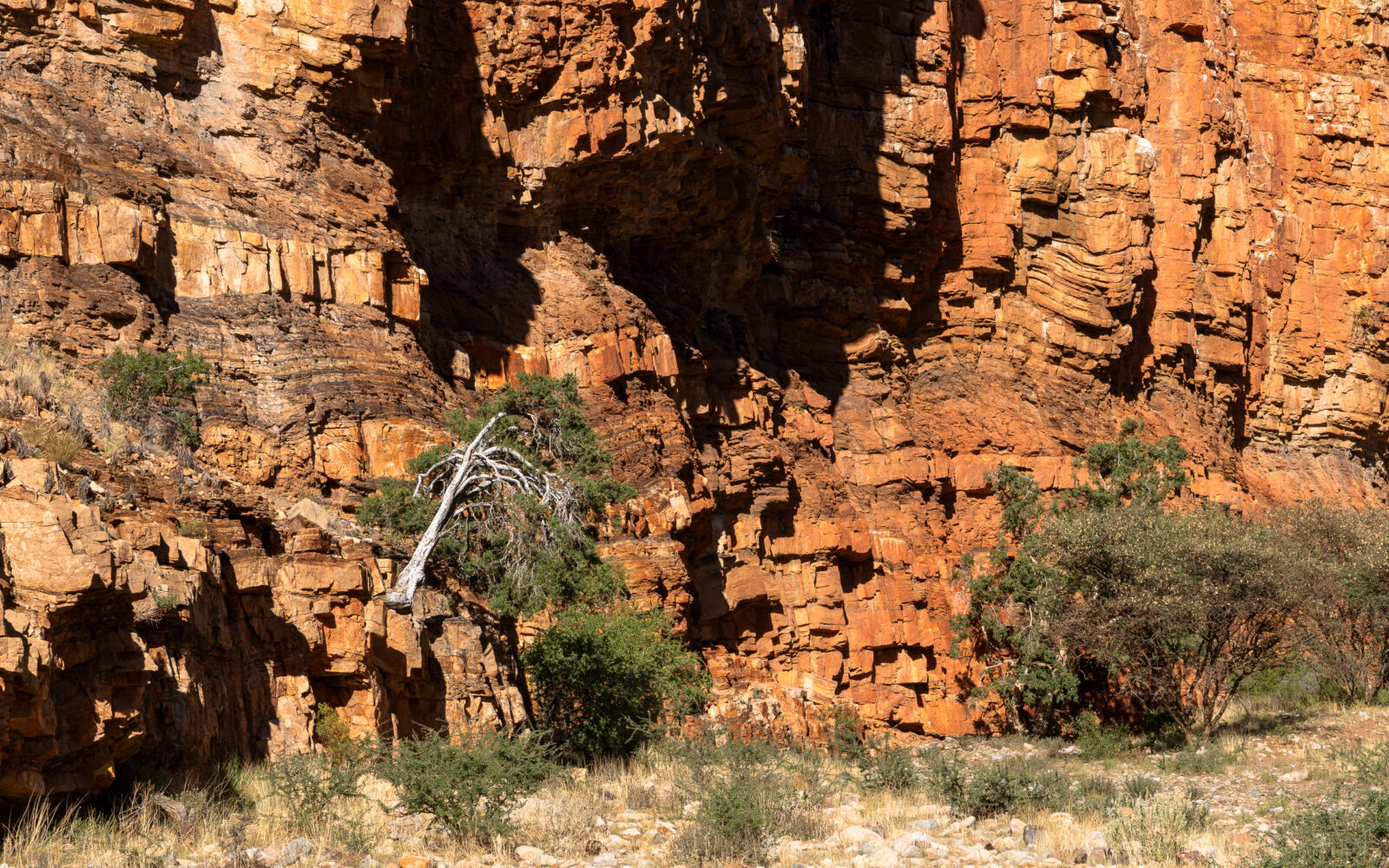 Gnarled tree against sun-drenched red rock