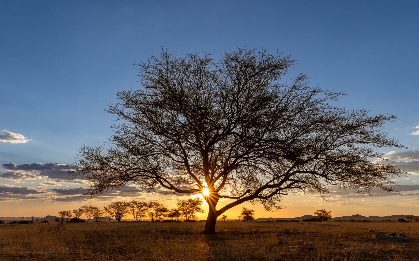 Golden sunburst through the desert tree