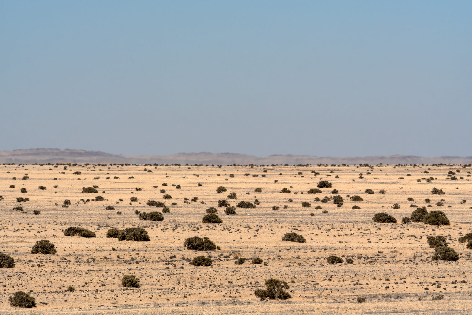 Scattered life across the endless desert