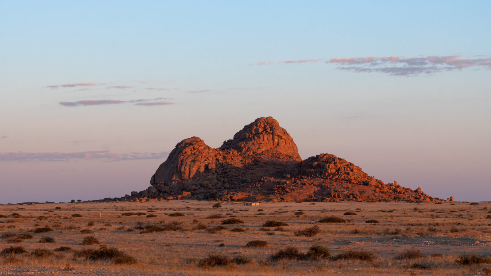 Desert giants bathed in golden light