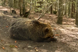 Bruine beer ligt op zijn zij in het bos van Bear Sanctuary Belitsa en eet een wortel