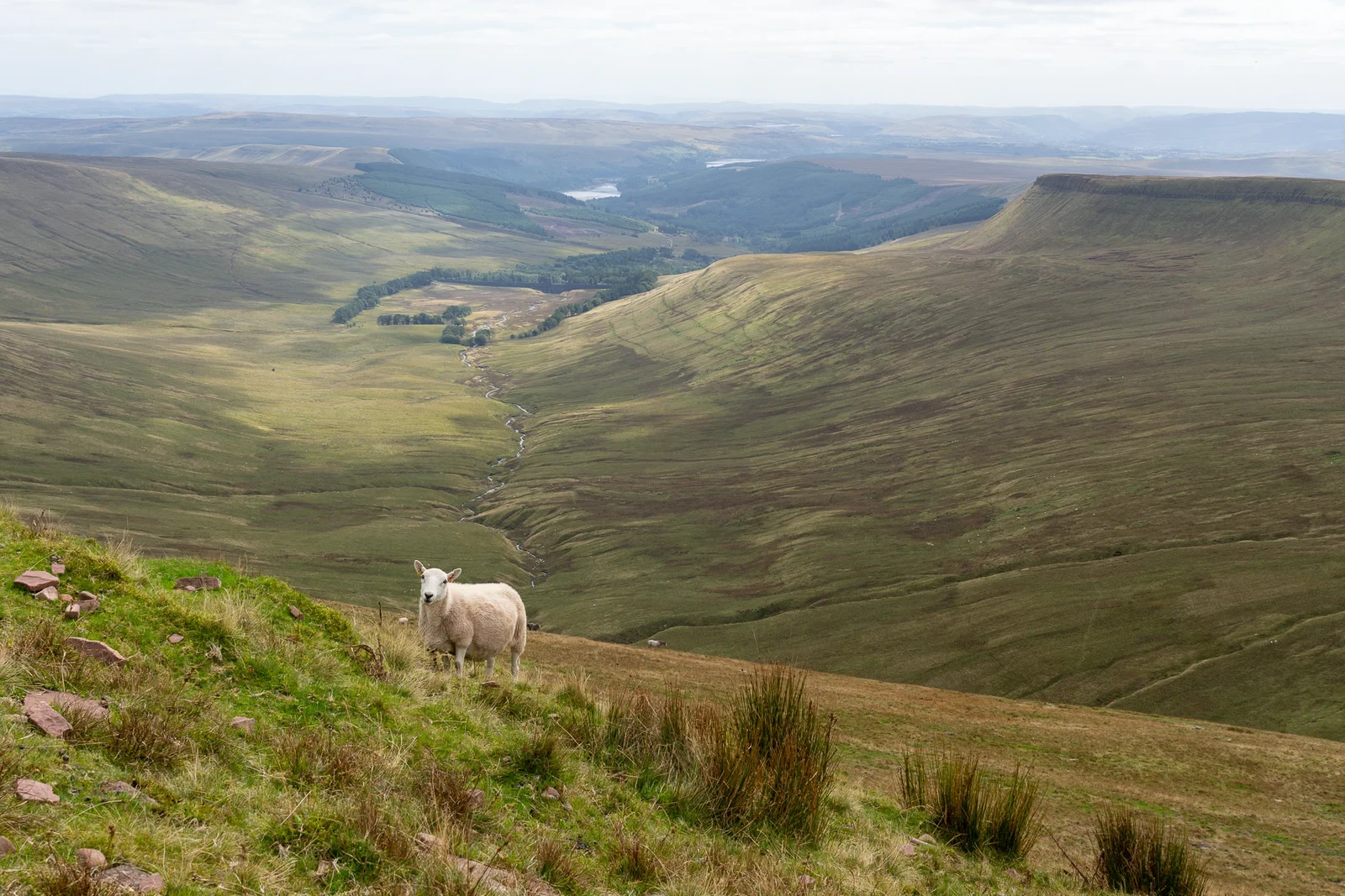 Schaap op een grazige helling met uitzicht over een breed dal met een reservoir in de verte, Bannau Brycheiniog in Wales