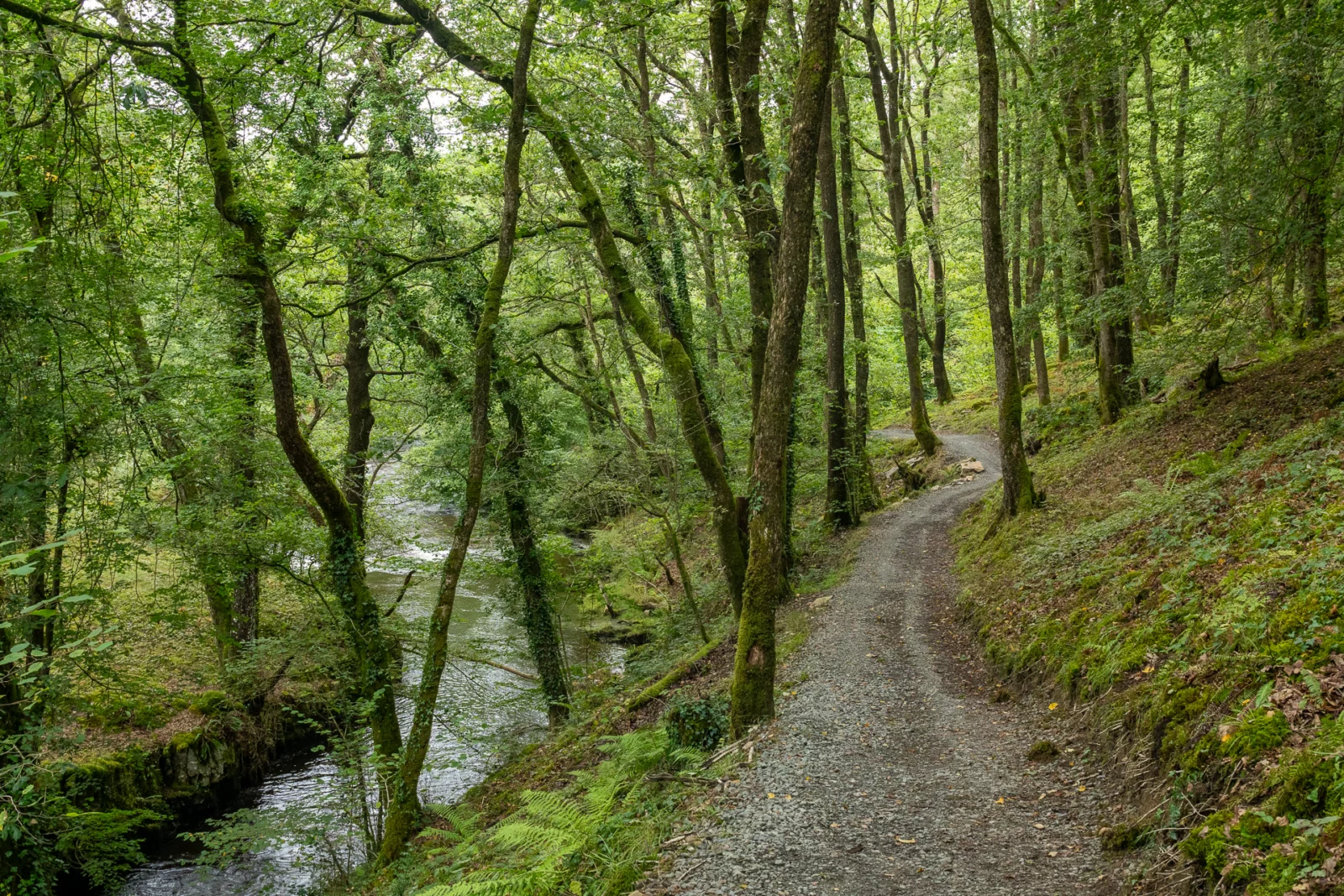 Grindpad langs een rivier door dicht loofbos met bemoste oevers in Waterfall Country bij Ystradfellte in Wales