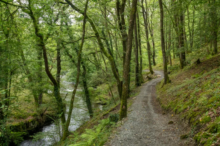 Grindpad langs een rivier door dicht loofbos met bemoste oevers in Waterfall Country bij Ystradfellte in Wales