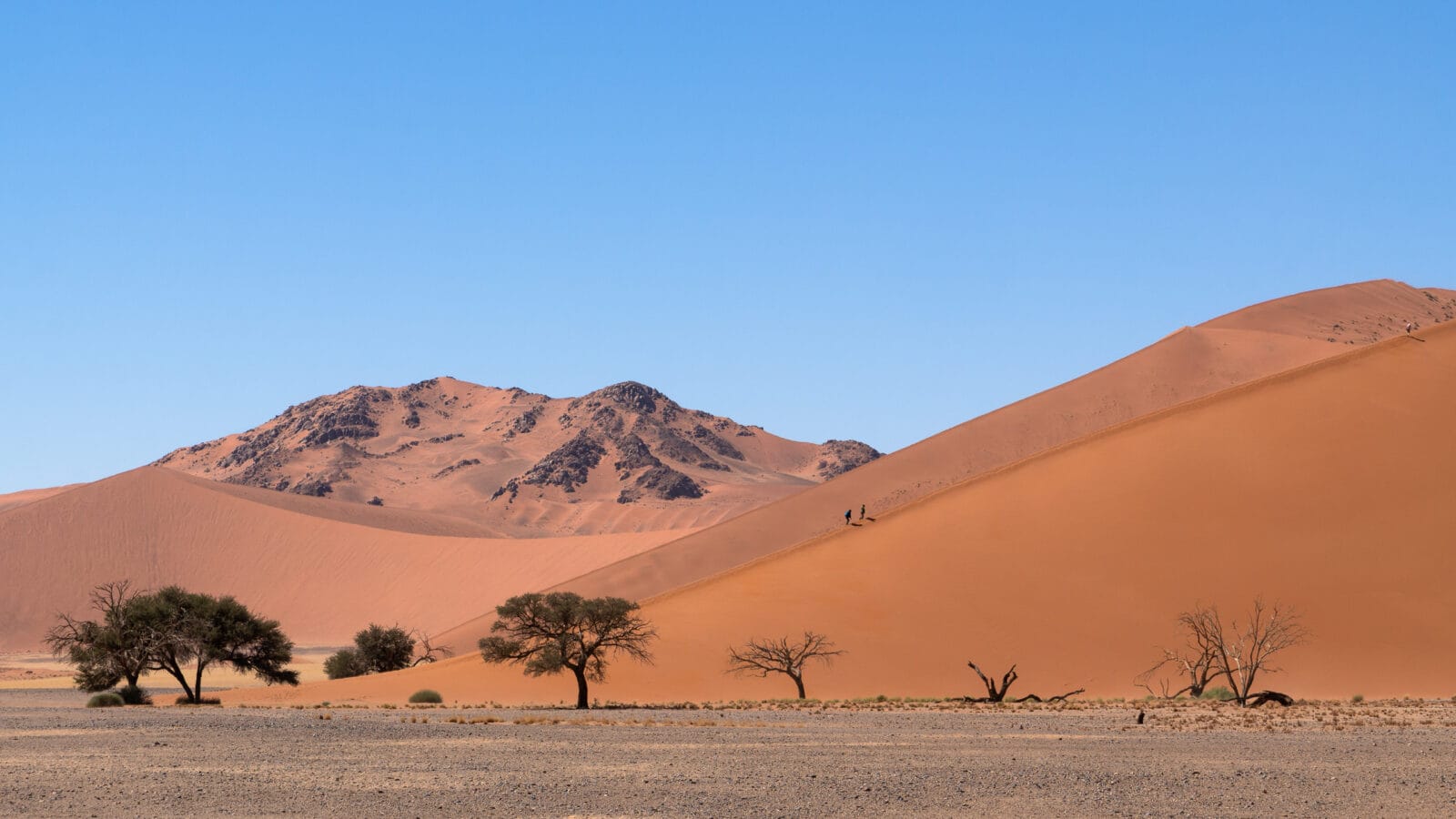 Rode duinen met kameeldoornbomen langs de weg naar Sossusvlei