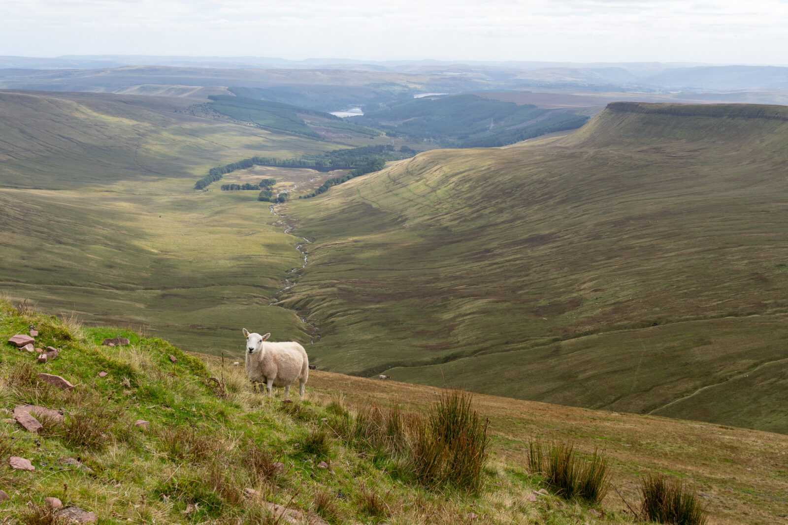 Wales, Bannau Brycheiniog – Schaap op de helling met uitzicht over het dal