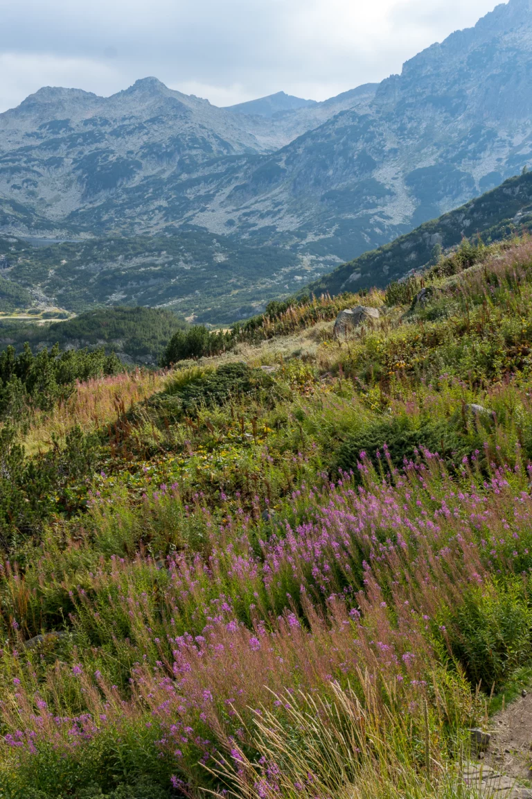 Granieten toppen van het Pirin boven een helling met roze bloeiend wilgenroosje en bergdennen